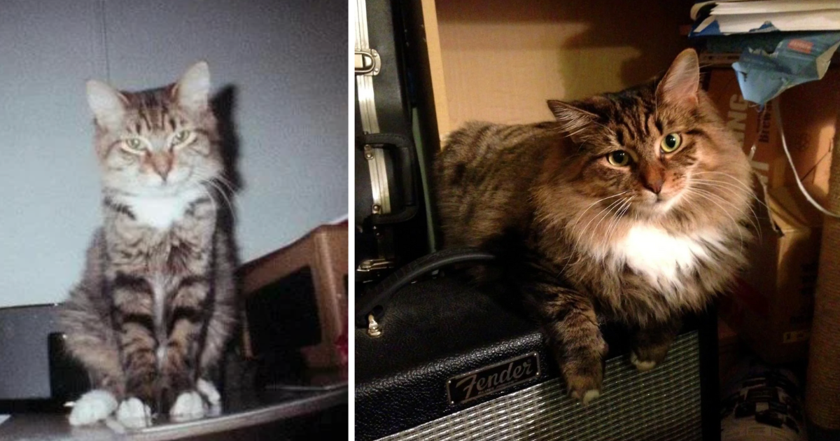 Power Of Love 24 Cats Before And After Adoption (August 24, 2022) I