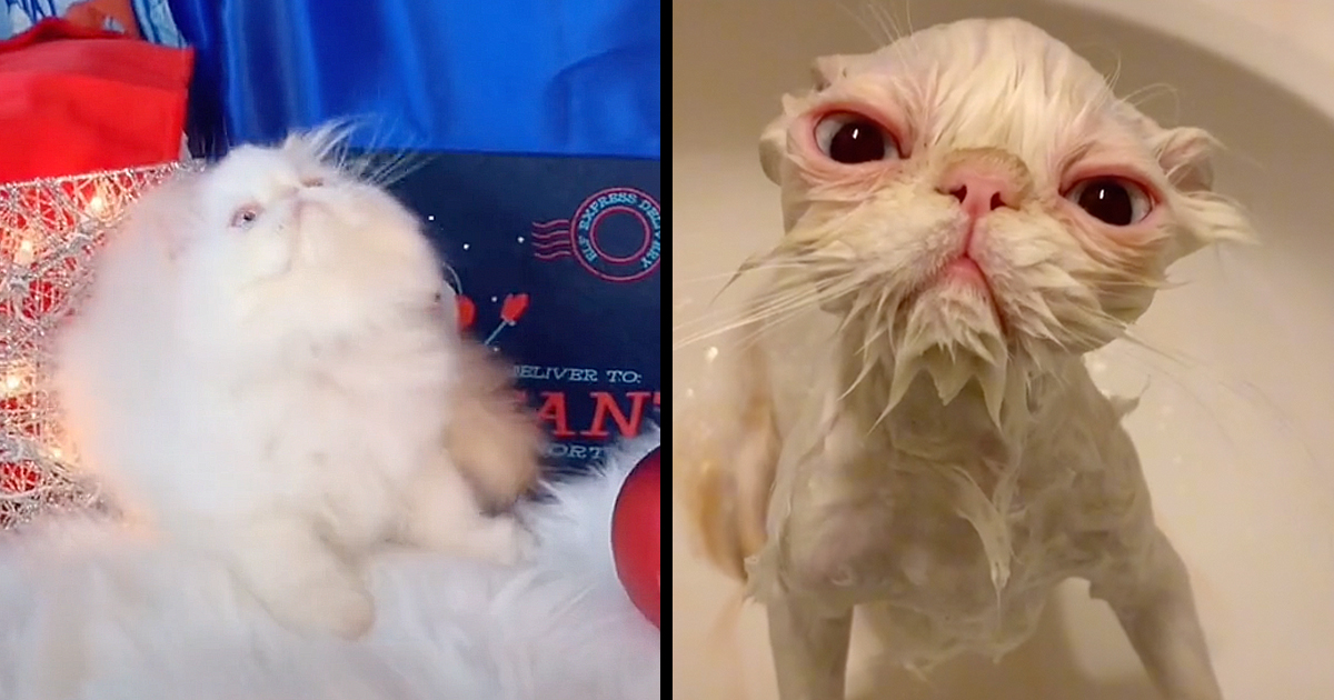 Hilarious Videos of Cats Getting Soaked and Looking Adorably