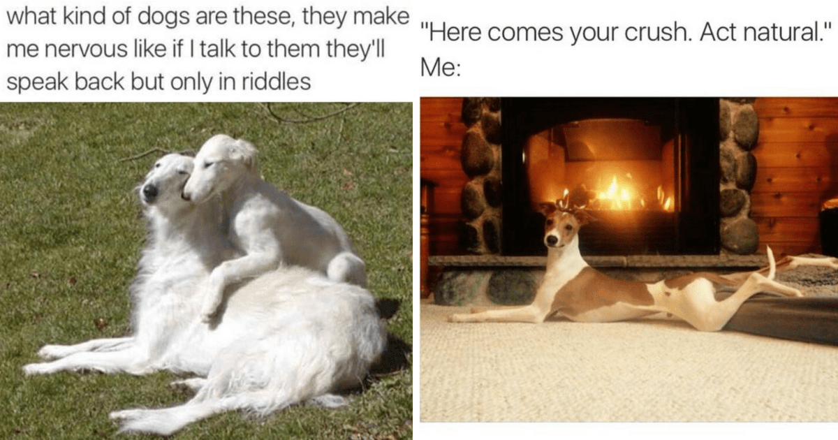 Handy Dandy Doggo Memes Just In Time For Hump Day - Animal Comedy ...