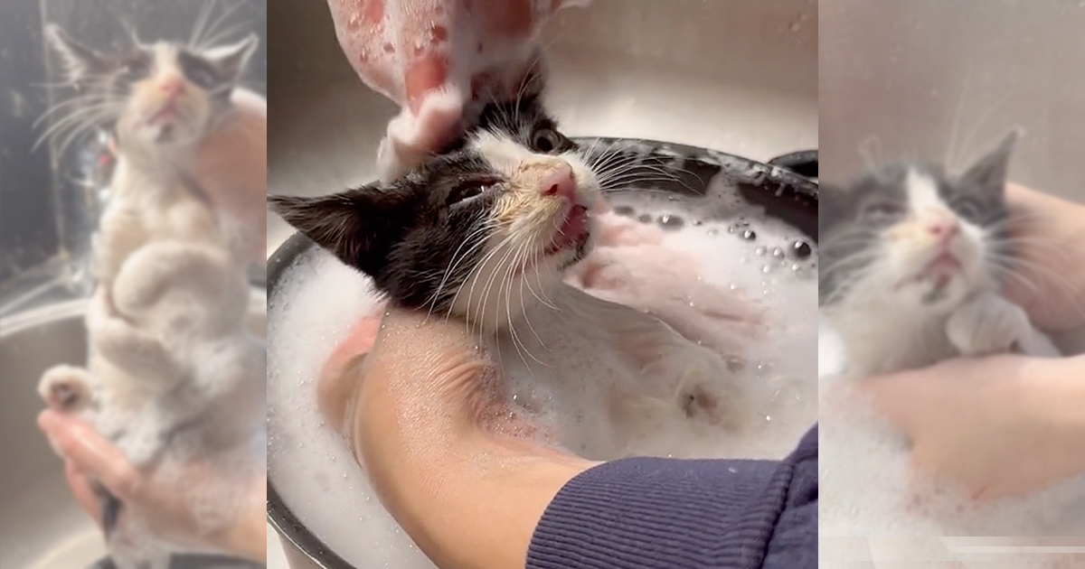 is Amazed at How WellBehaved a Rescue Kitten Is While Getting