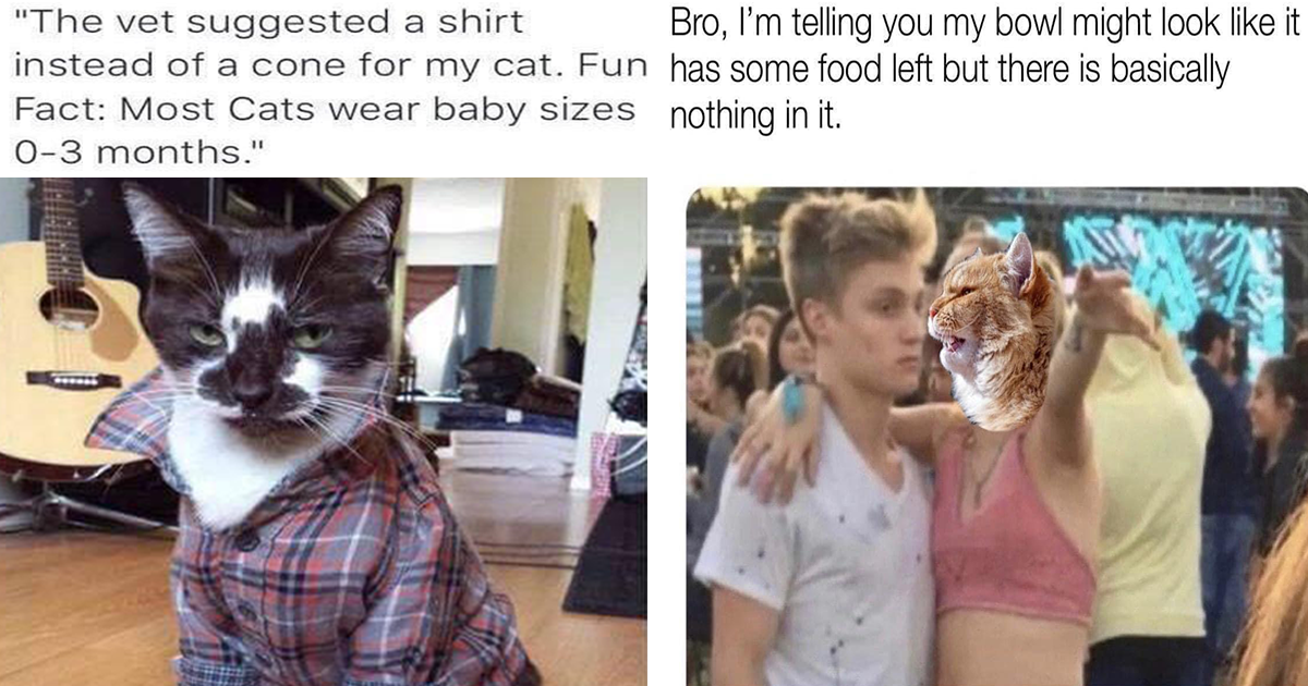 A meme I made yesterday? of Tony my baby - cat memes post - Imgur