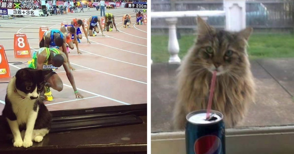 perfectly timed cat photos