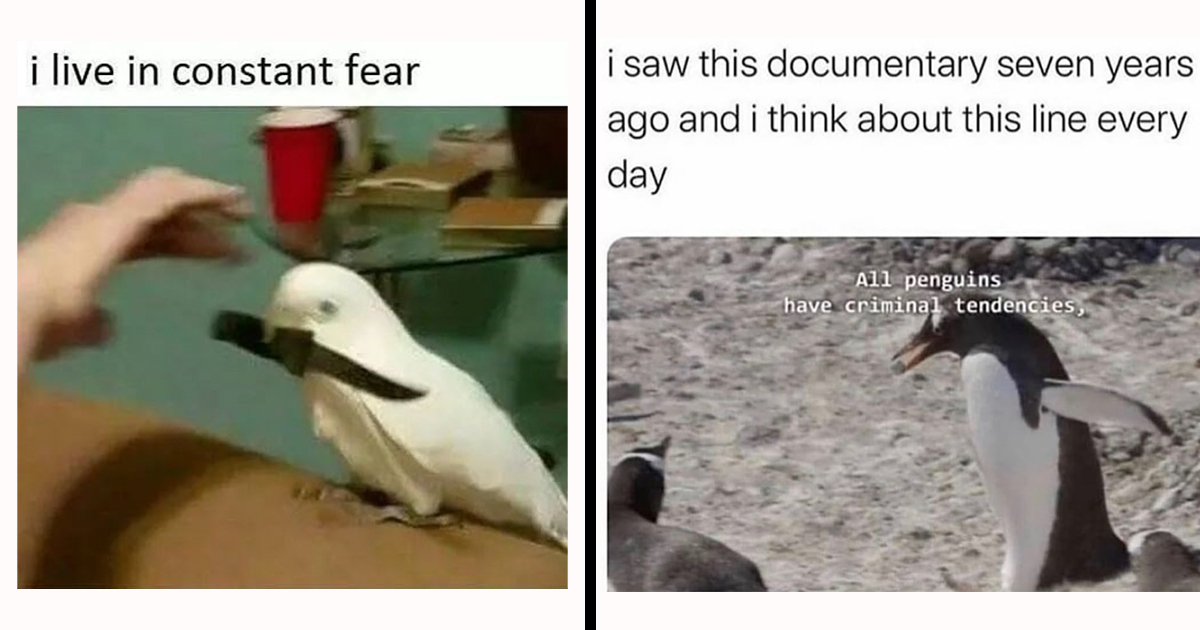 cute bird meme