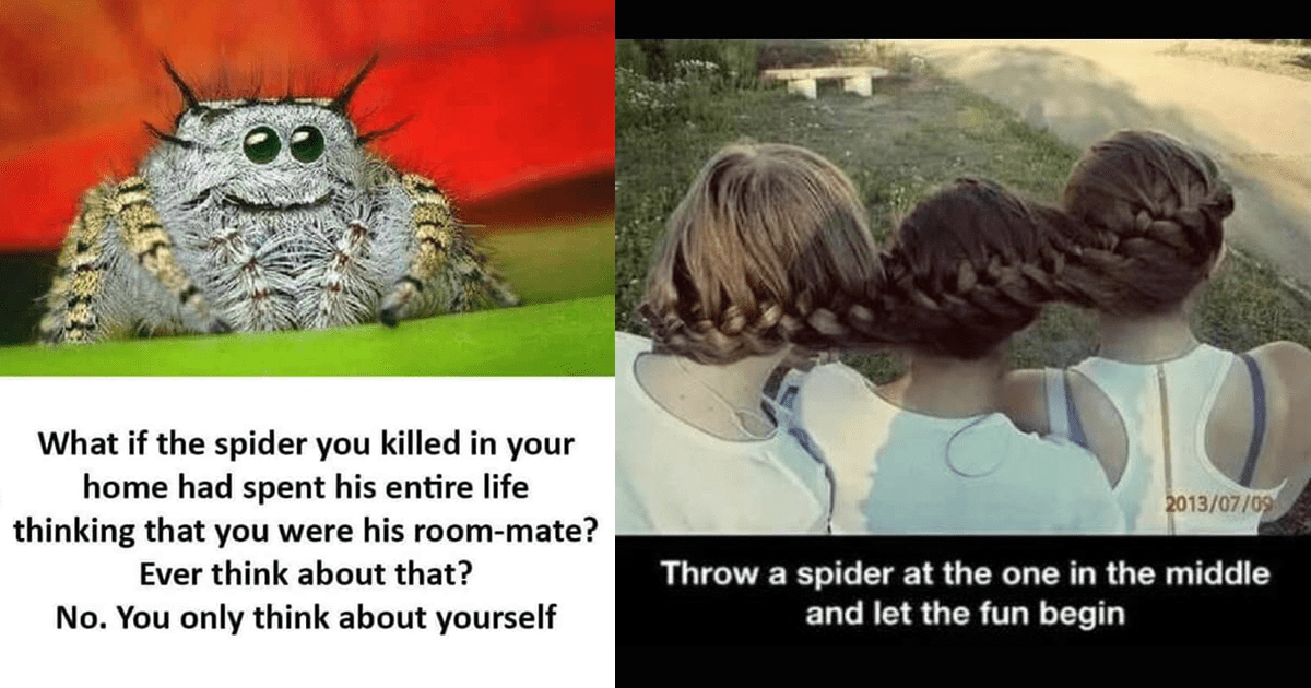 misunderstood house spider meme