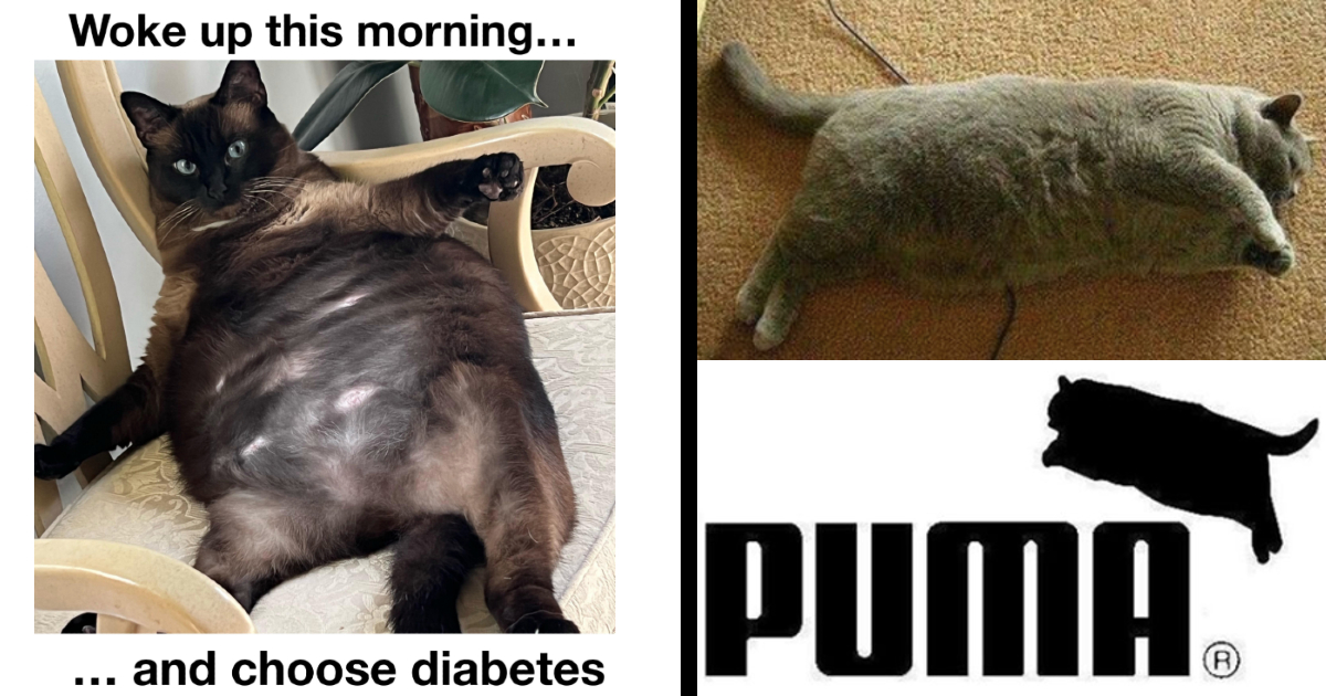 fat puma meme