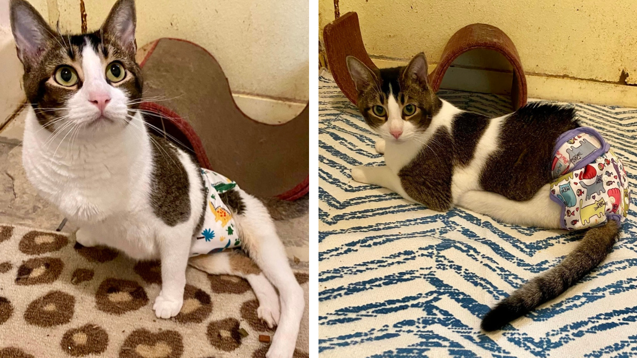 Rescued Special Needs Cat Preparing For Amputation To Give Him A Chance