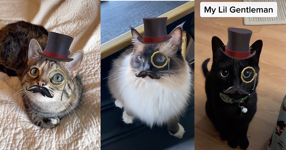 Funniest New Cat Filter Has Created a Cat-Stash of Fancy-Looking