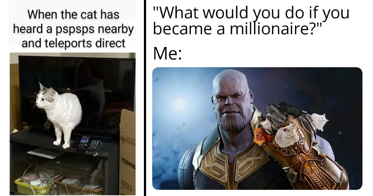 Cute Cat Memes to Take pleasure in With or With out Feline Firm