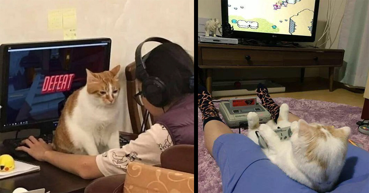 Priceless Pictures of Cats Playing Video Games Memebase Funny Memes