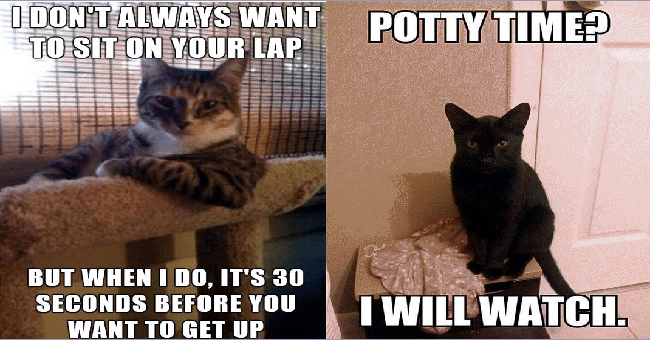 15 Truths About Cats That Every Pet Owner Can Relate To