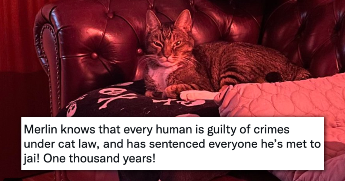 15 Judgemental And Grumpy Cats That Lowkey Feel Way Too Relatable I