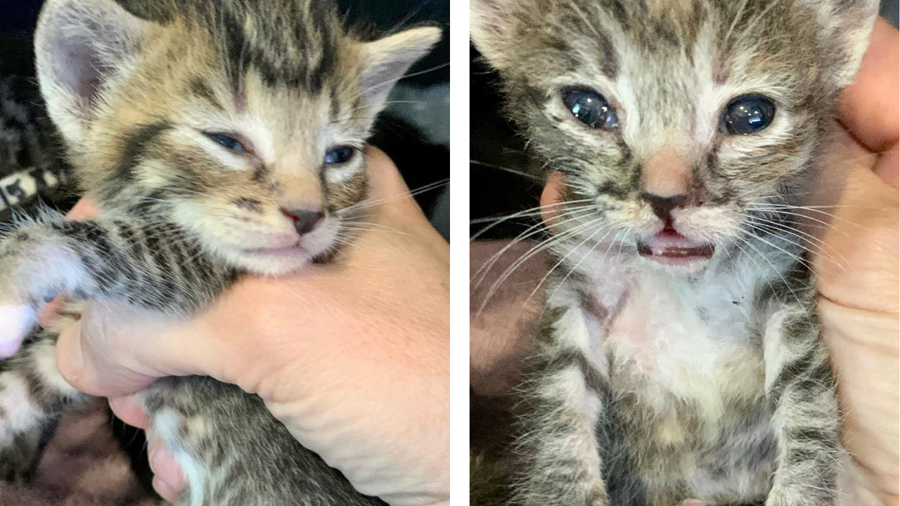 Kittens Abandoned In Trash Can Get Rescued And The ‘Jackson 5