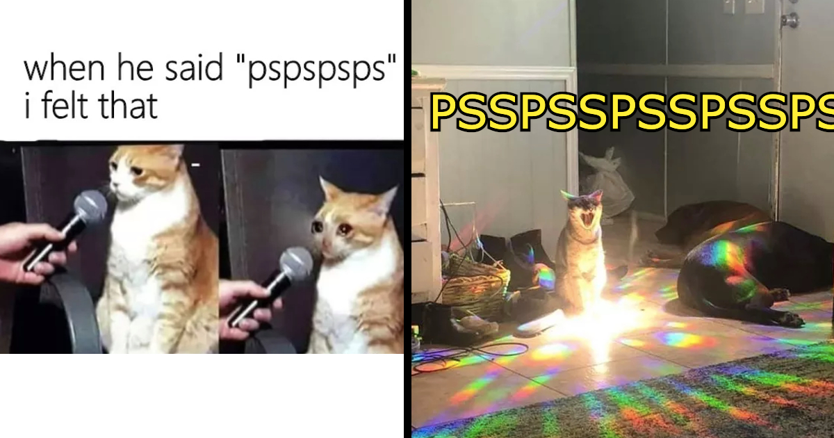 Funniest Psspsspss Cat Memes of the Week for People Who Speak 'Gato' Fluently (September 20