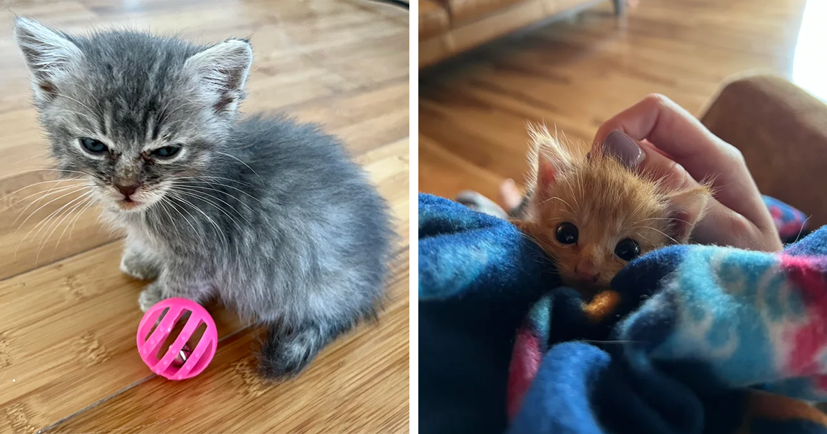 20 Cutest Kittens Of The Week The Tiniest Fluffiest Criminals