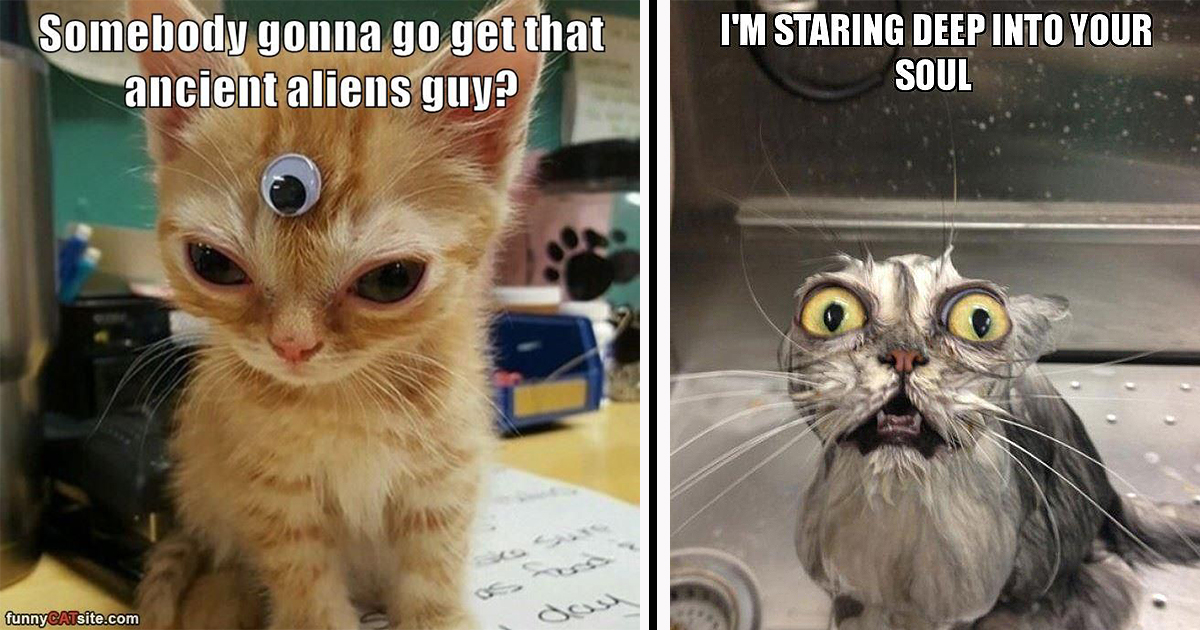 CRAZY CAT EYES!  Cats, Best cat gifs, Silly cats