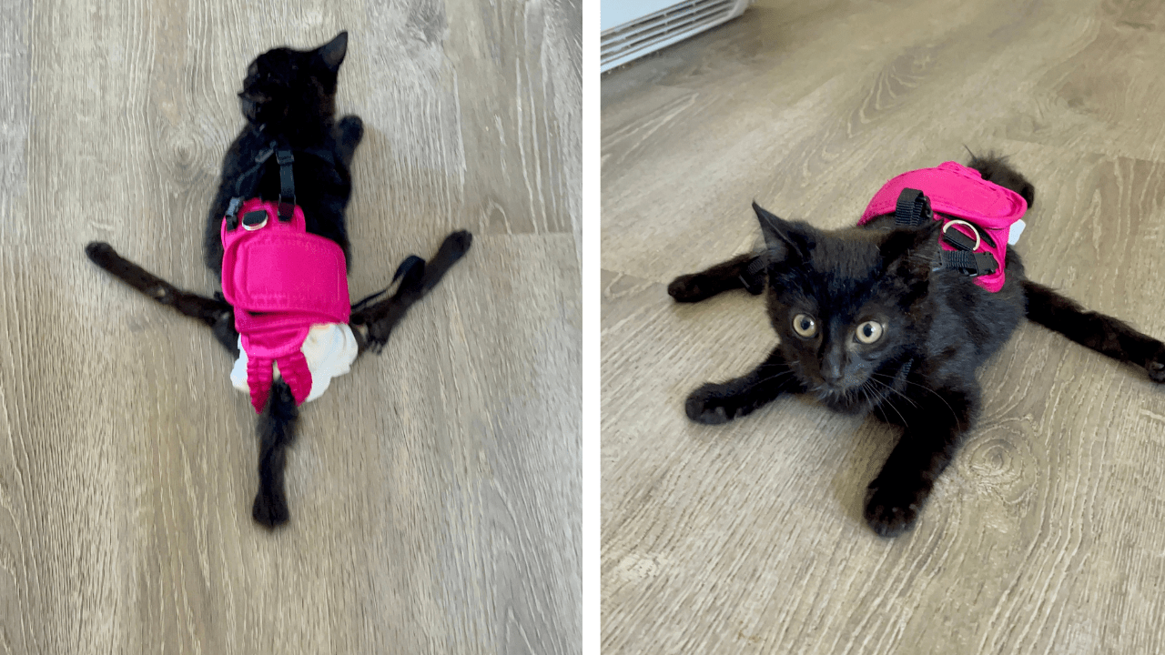 Cat paralyzed by outlet harness