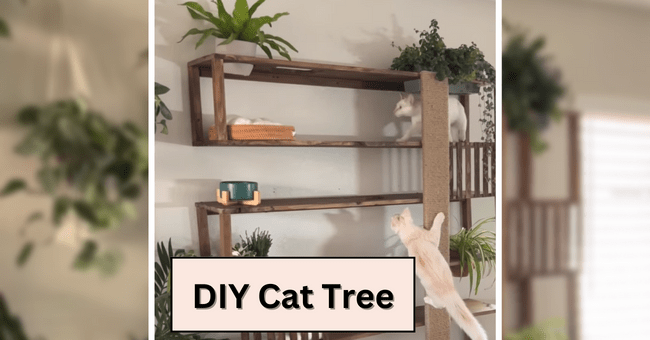 Diy cat perch top shelf