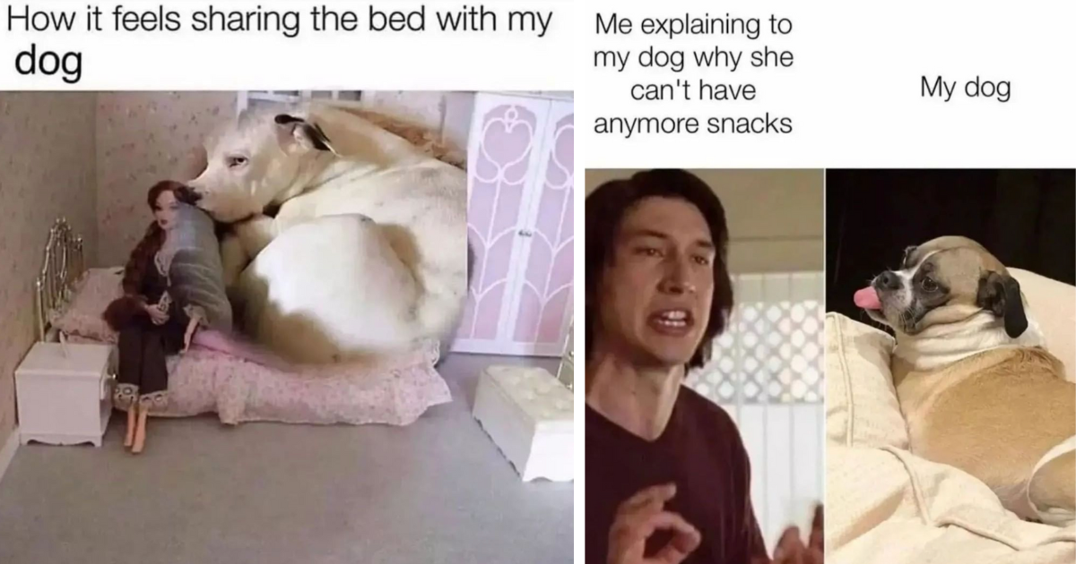 Bridging The Gap Between Workweek And Weekend With Relatable Dog Owner ...