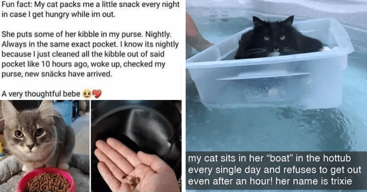 Bringing On The Caturday Dreams With The Funniest Cat Memes (October 8 ...