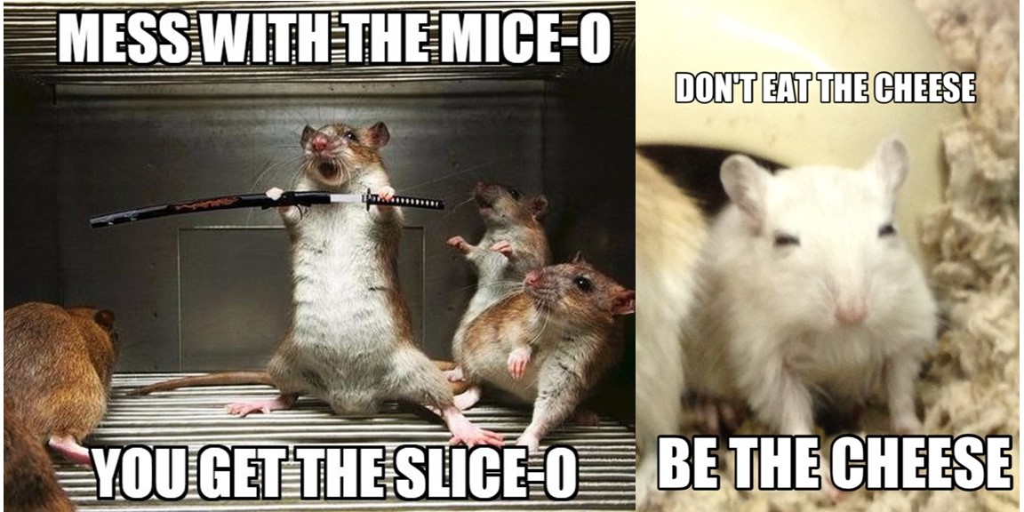 Mice Memes that are Worth their Cheese and Will Make You Rethink