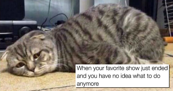 The 25 Best Animal Memes We Could Find on the Internet - I Can Has ...