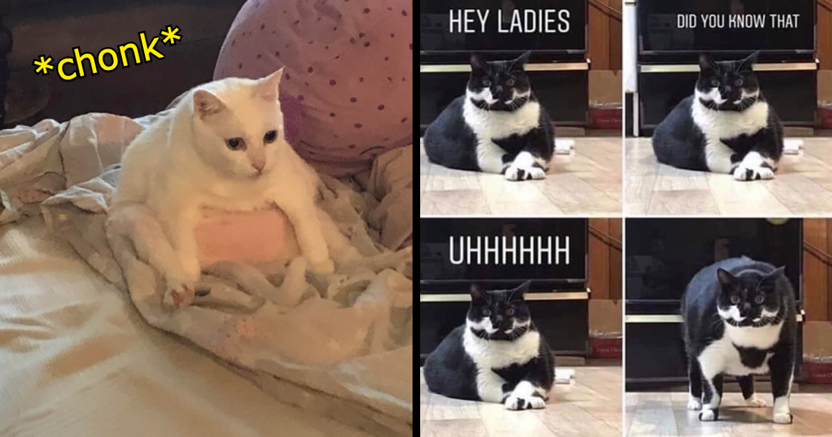 Wholesome Fat Cat Memes Of Your Favorite Count Chonkulous I Can Has Cheezburger 7536