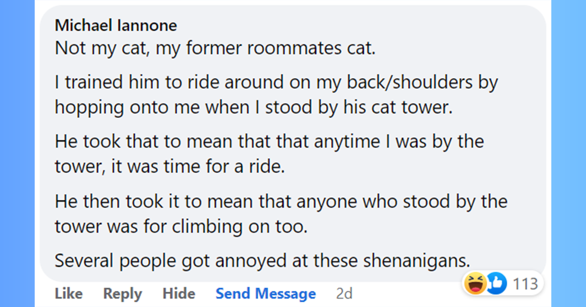 Cat Training Gone Wrong Funny Stories Of Cats Training Their Humans