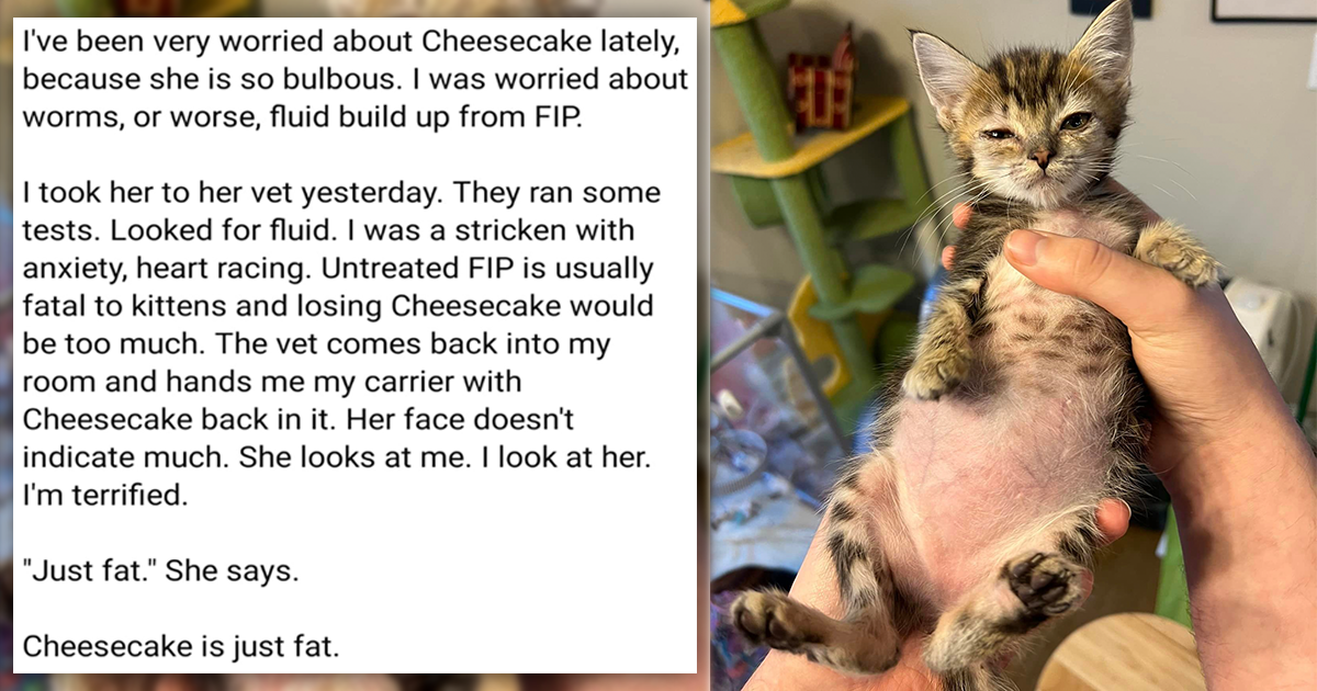 Worried Cat Owner Takes Chonky Kitten To The Vet, Turns Out That