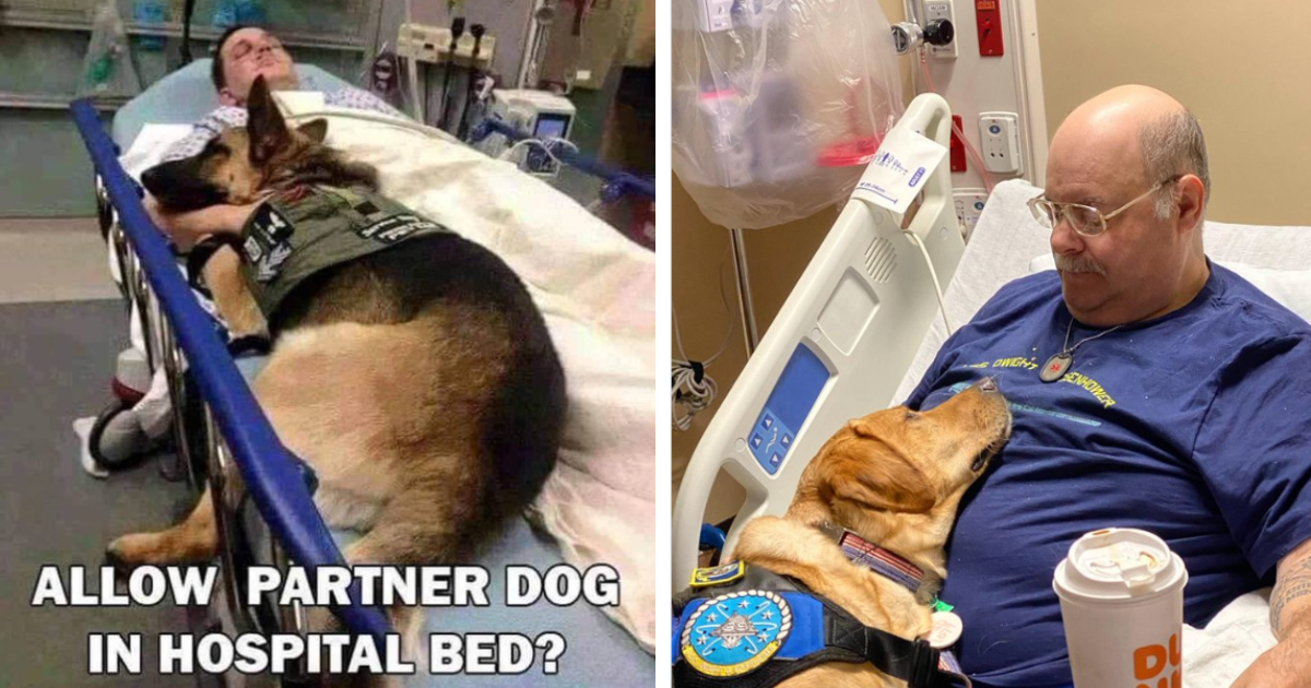 Are Dogs Allowed Inside Hospitals