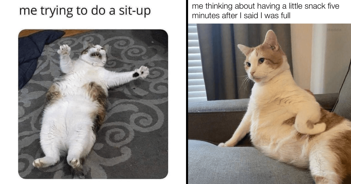 cute cat memes