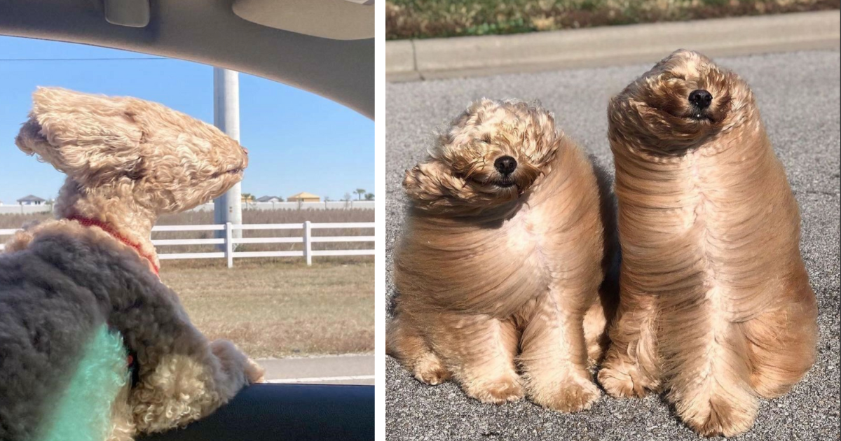 27-doggos-that-got-caught-up-in-a-little-wind-while-breezing-through
