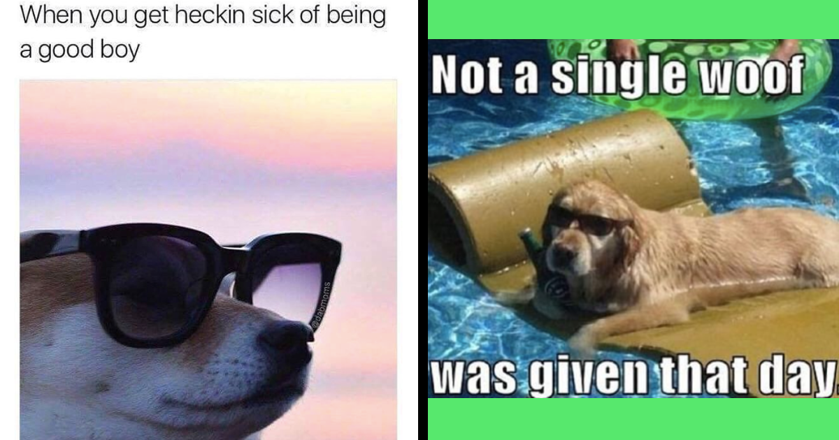 Bad Dog Funniest Rebellious Dog Memes of the Week Animal Comedy