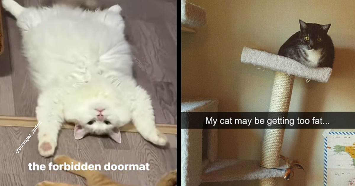 funny fat cat meme