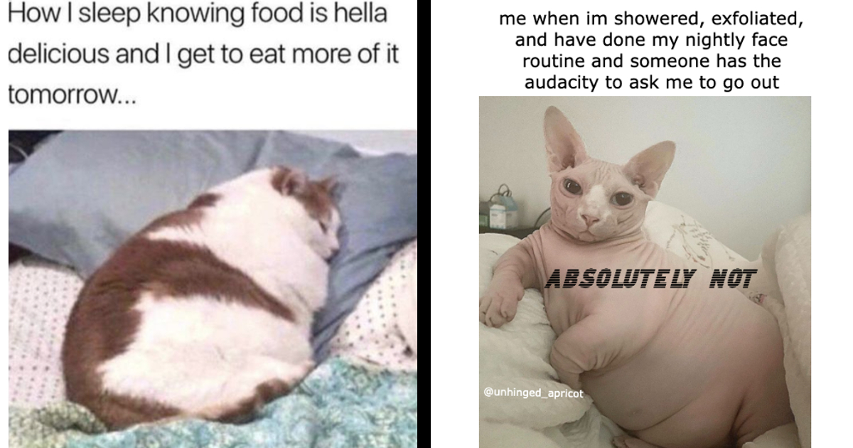 obese cat meme