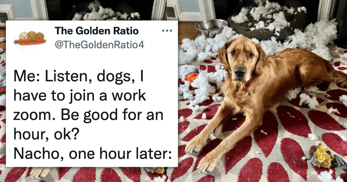 Not So Good Boy Doggos Destroy Things While Their Hoomans Are Hard At ...