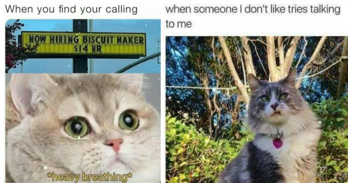 A Delicious Batch Of Fresh Cat Memes For You To Enjoy On Your Lunch