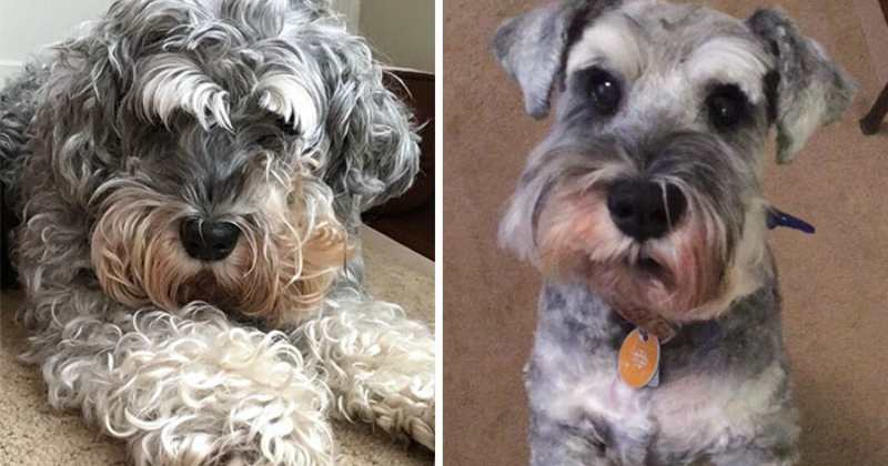 These Puppers Pictures Before and After Their Haircuts Are Equally ...