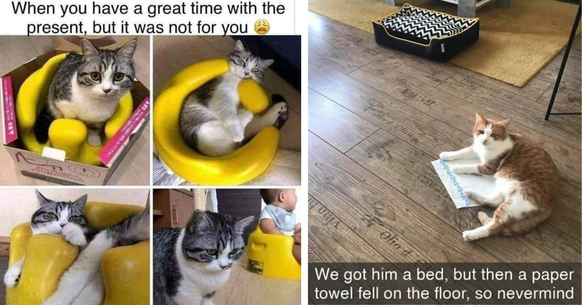 21 Wholesome Cat Snaps, Tumblr Posts, And Memes To Get You Through The ...
