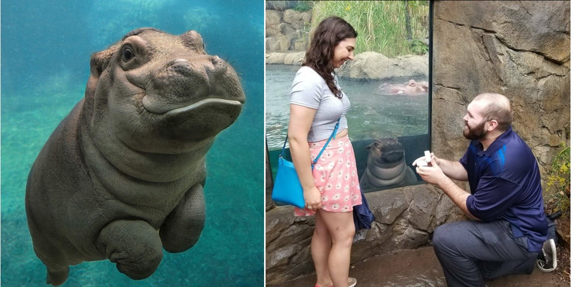 10 Pics Proving Why Hippos are the Heartiest and Hungriest Cuties Ever ...