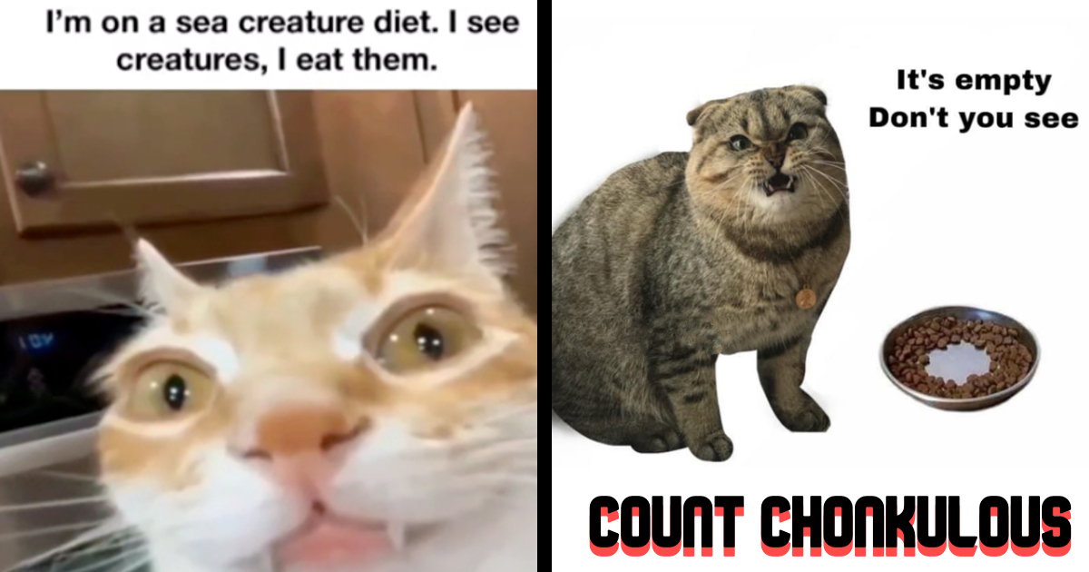 funny fat cat meme
