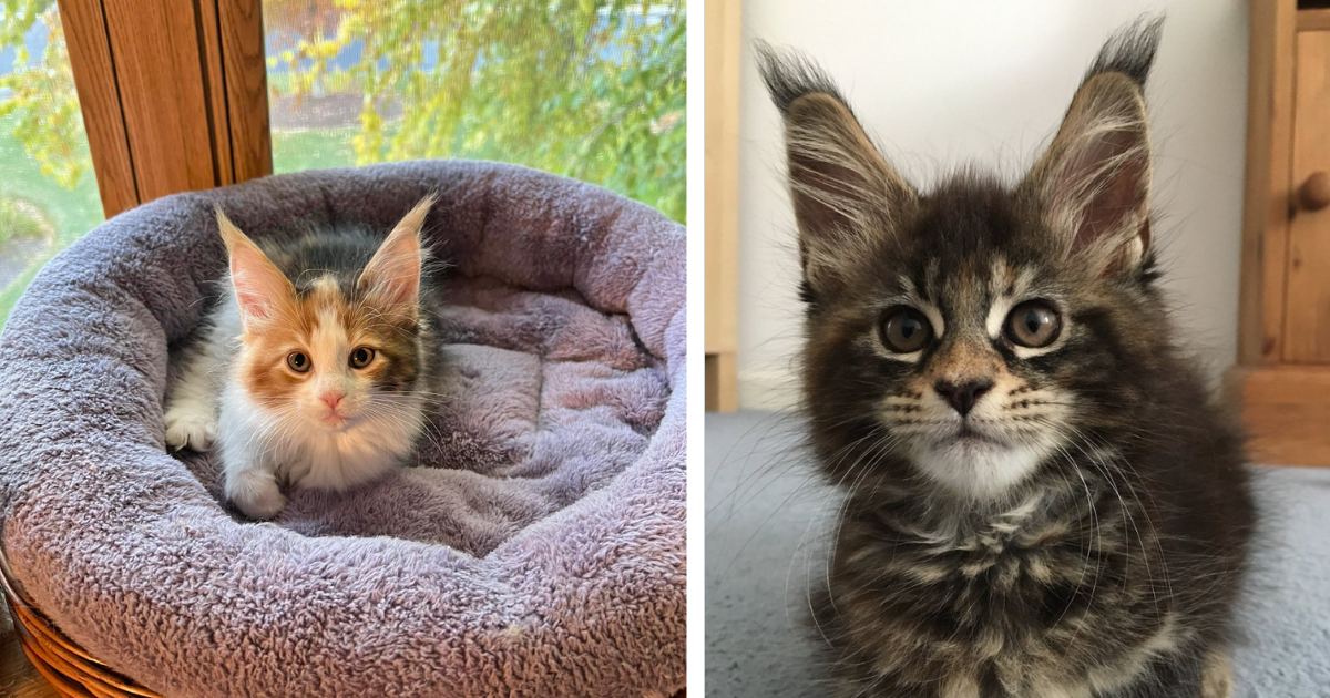 https://i.chzbgr.com/original/18235653/hDF93B829/laying-on-a-purple-cat-bed-and-a-picture-of-a-brownish-grey-maine-coon-kitten-with-big-pointy-ears