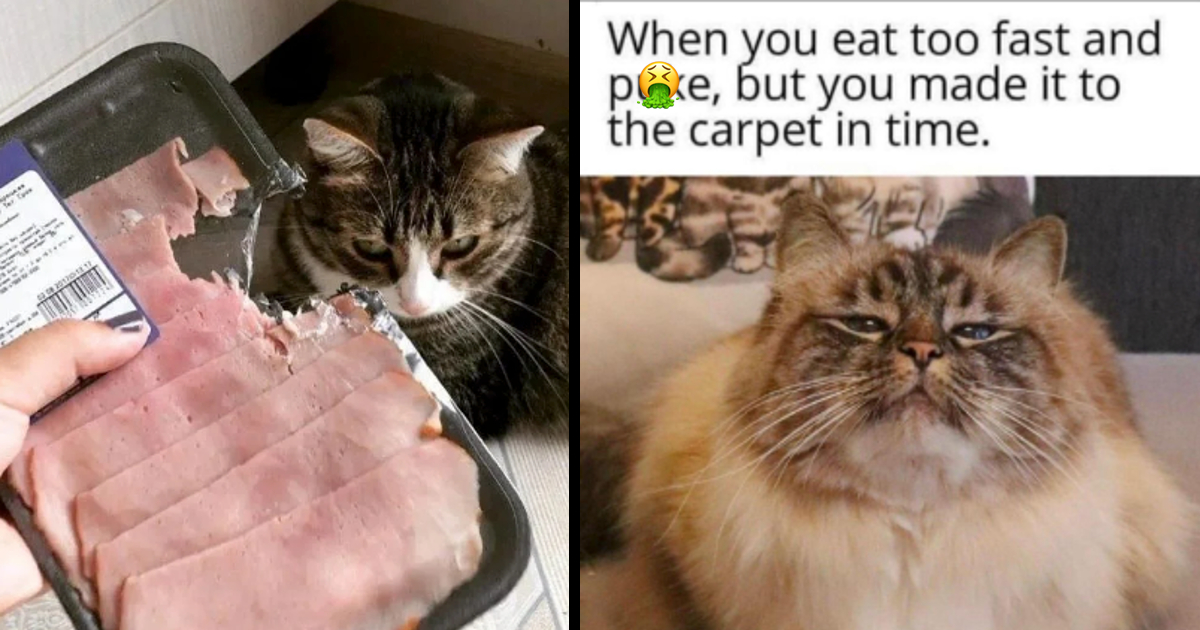 Bad Kitty: Funniest Memes of Cats That Would Totally Bite Your Toes at ...