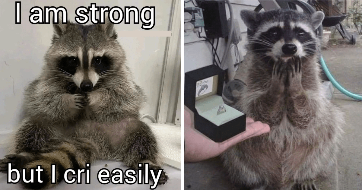 Raccoons Make Me Happy | Poster