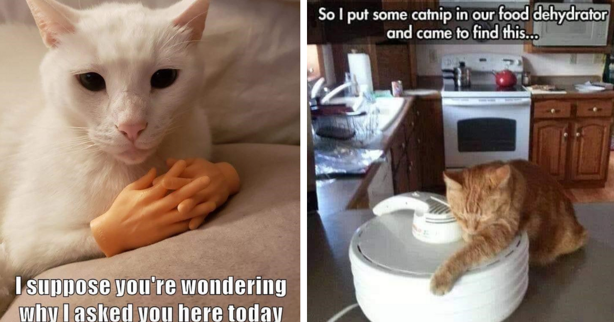 Friday Funnies: 31 Hissterical Cat Memes To Get You Through The Last ...