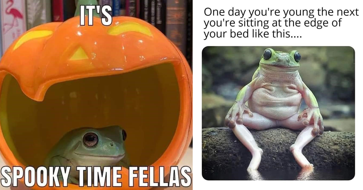 An Amphibious Bunch of Frog Memes and Things - Memebase - Funny Memes