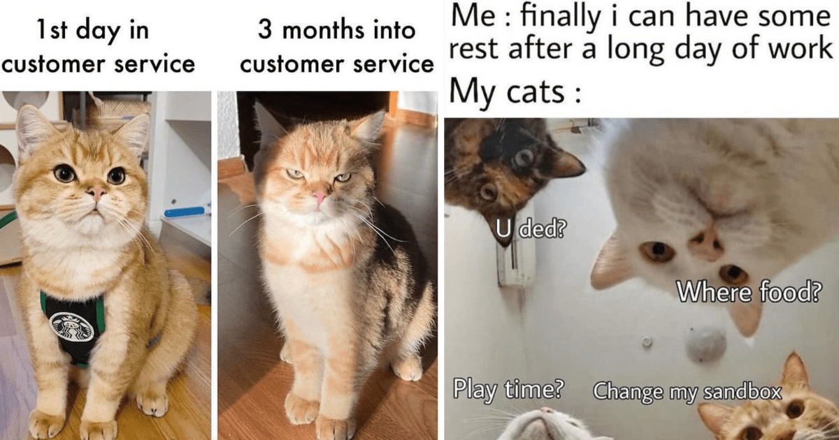 first day of work meme cat