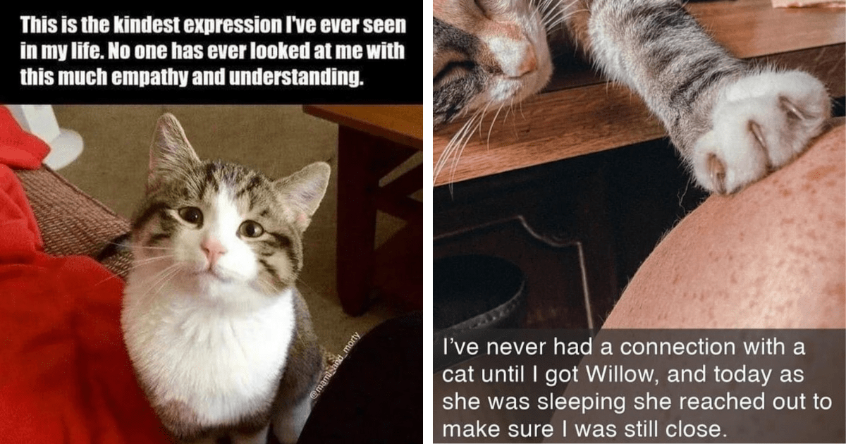 17 Wholesome Cat Memes For People Who Have Deep Emotional Connections ...