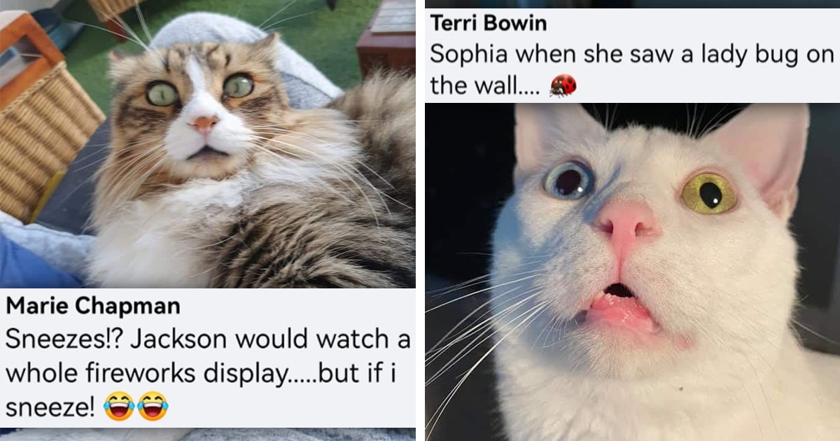 A Collection Of Cats Getting Mildly Spooked By The Silliest And ...
