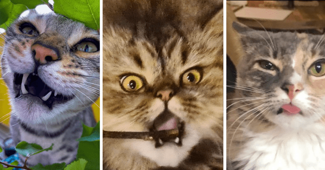 I Can Has Cheezburger Funny cat faces Funny Animals Online 