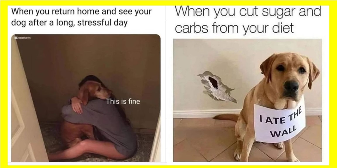 Most Relatable Pet Memes that'll Make You Feel Ridiculously Seen ...